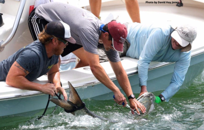 3 men leaning over a boat holding a tarpon in the water.